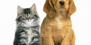 Αστρολογία των ζώων